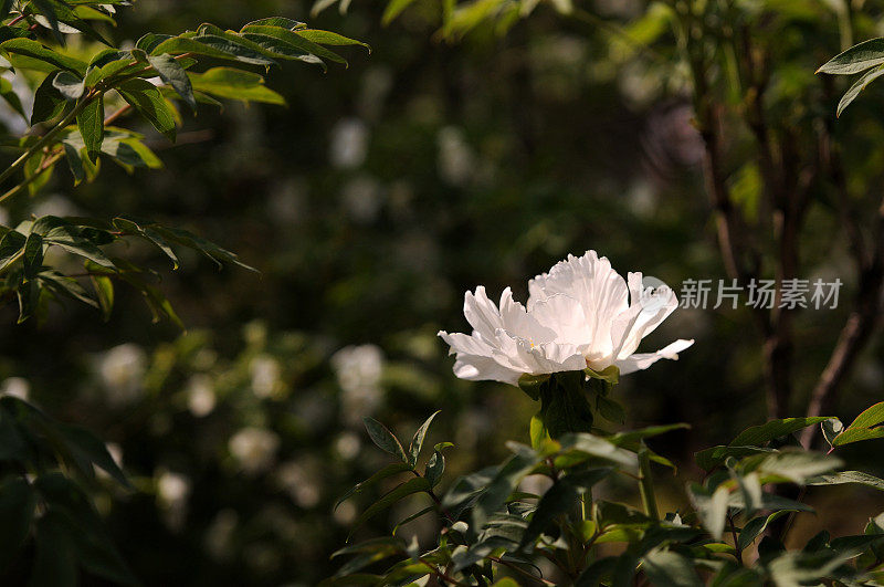 Paeonia suffruticosa